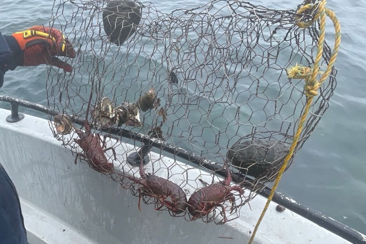 Personal naval libera langostas rojas y cangrejos en Ensenada