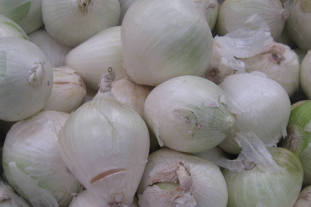 Investigan si hay cebollas contaminadas en BC