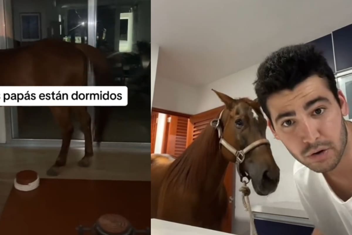 Joven en estado de ebriedad se roba un caballo y termina metiéndolo en su casa