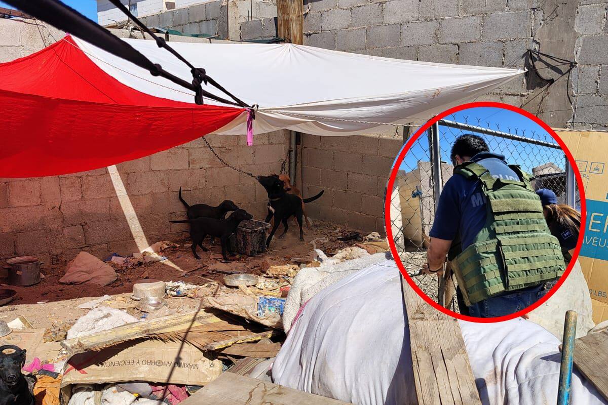 Rescata FGE a cuatro caninos durante un cateo en el fraccionamiento Villas Lomas Altas