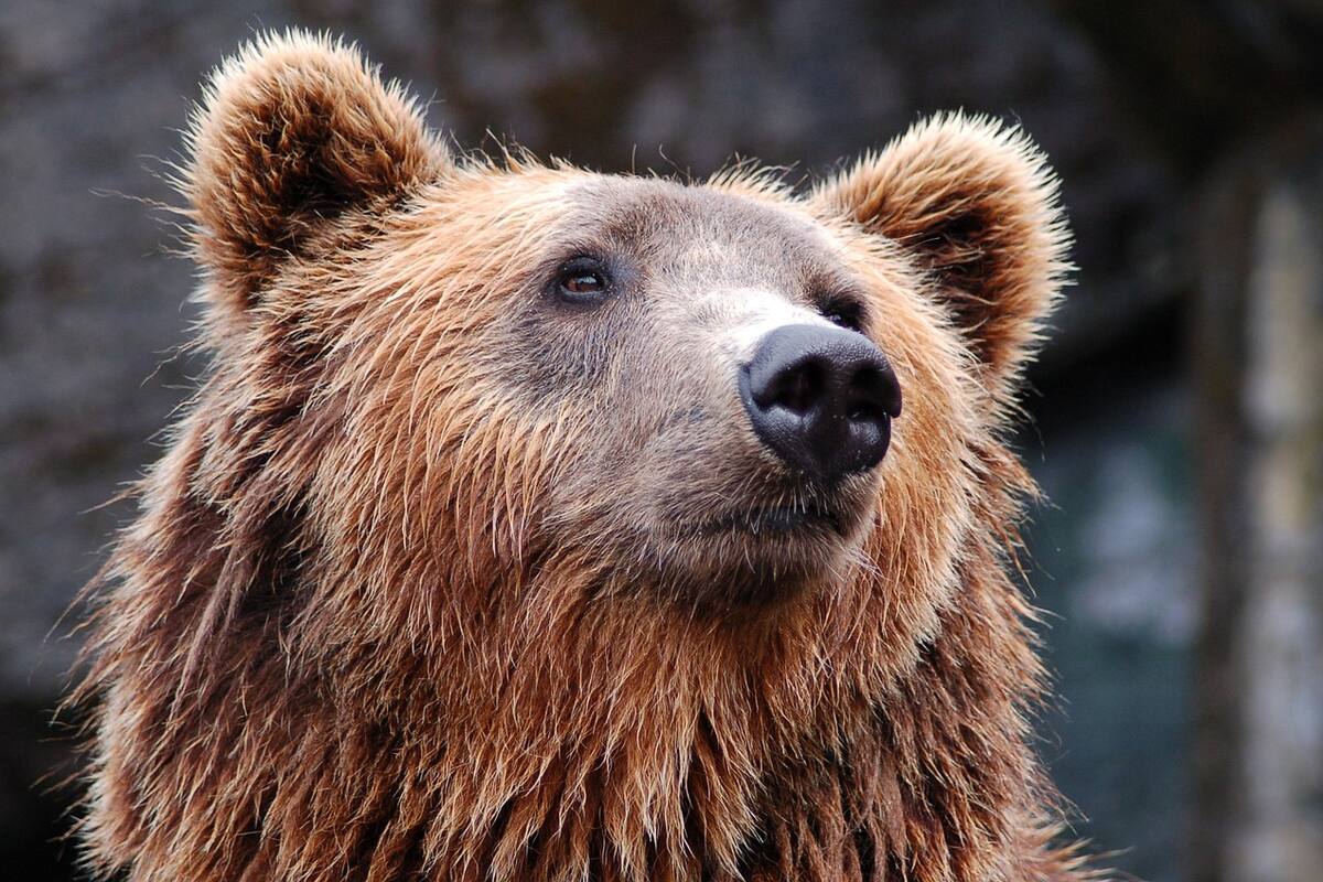 Oso se "roba" un auto y sufre accidente