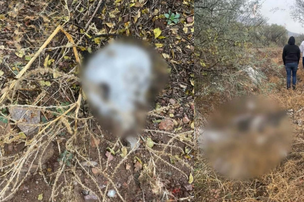 Colectivo encuentra osamenta a las afueras de Nogales