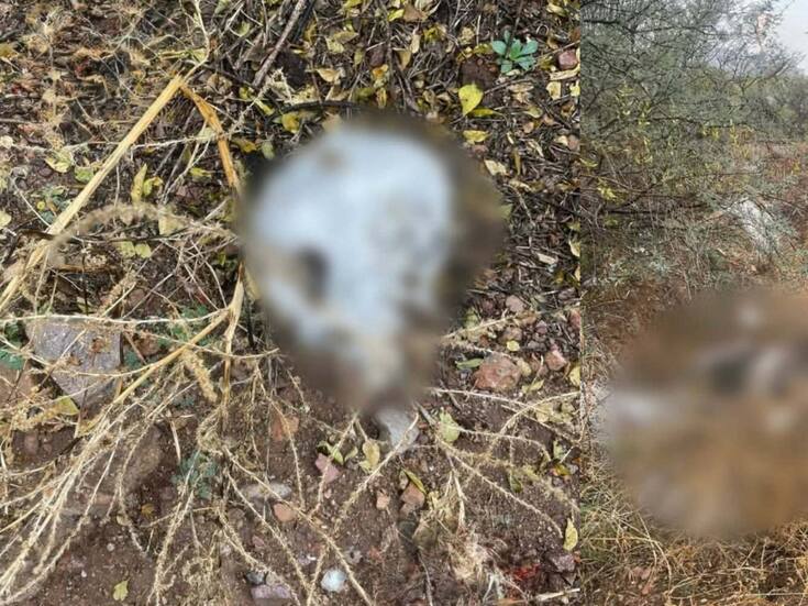 Colectivo encuentra osamenta a las afueras de Nogales