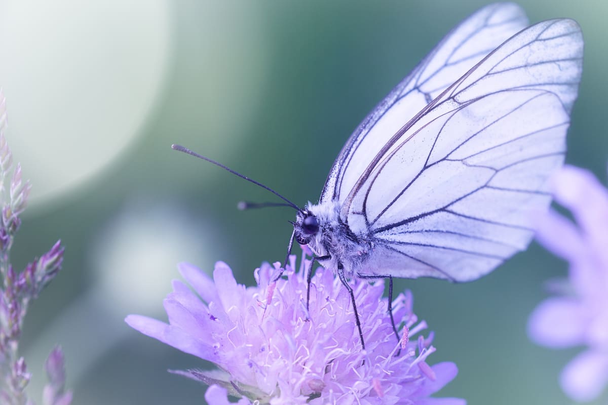 ¿Por qué las mariposas son de cierto color?: un hallazgo que cambia la ciencia