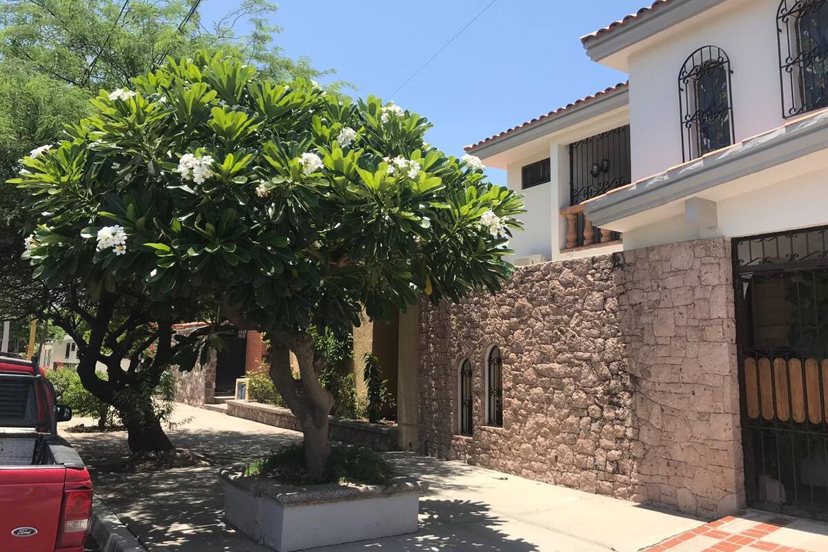 Pretenden que haya un árbol por casa