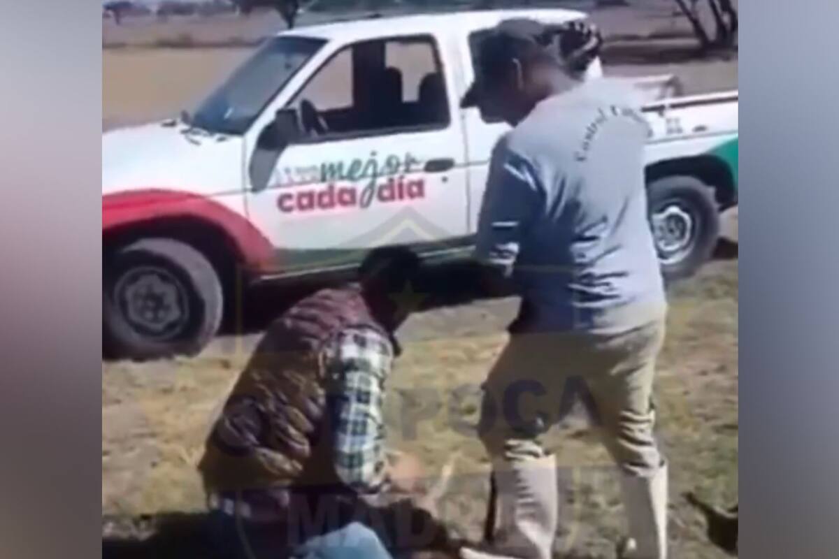 Video: Trabajadores de Control Animal que sacrificaban perros callejeros con “excesiva violencia”