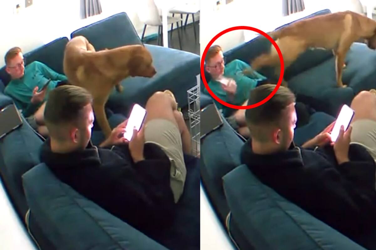 Perro hace todo lo posible para que le presten atención: ¡hasta le patea el celular a su dueño! | VIDEO