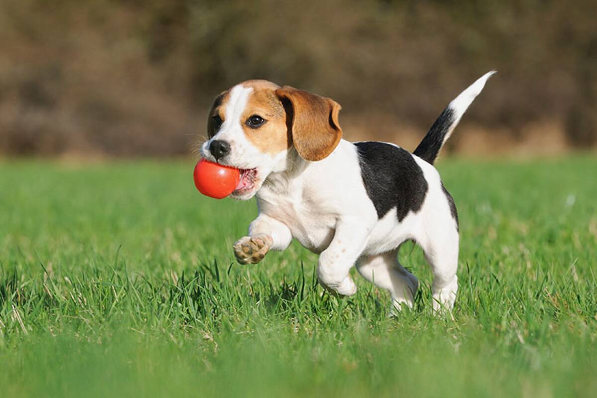 Útiles consejos sobre cómo educar a tu perro
