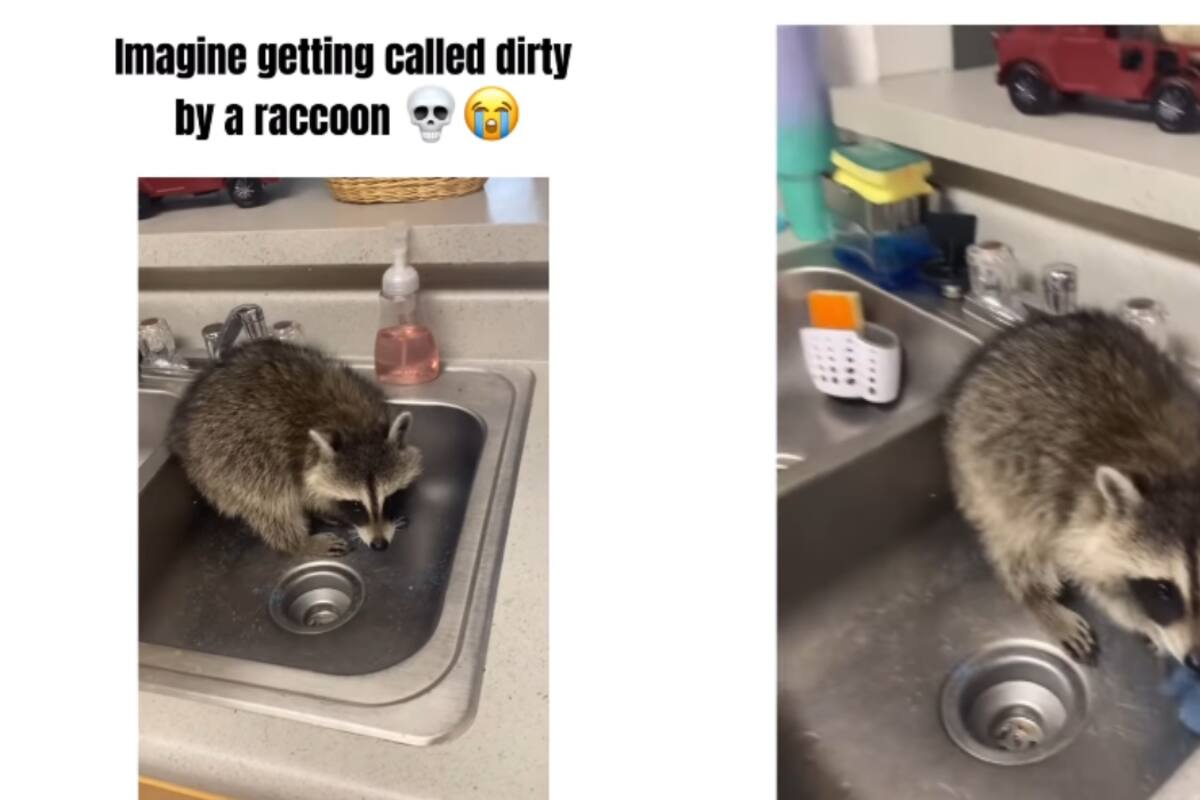 Un mapache se mete en una casa y, de repente, comienza a lavar el fregadero de la cocina