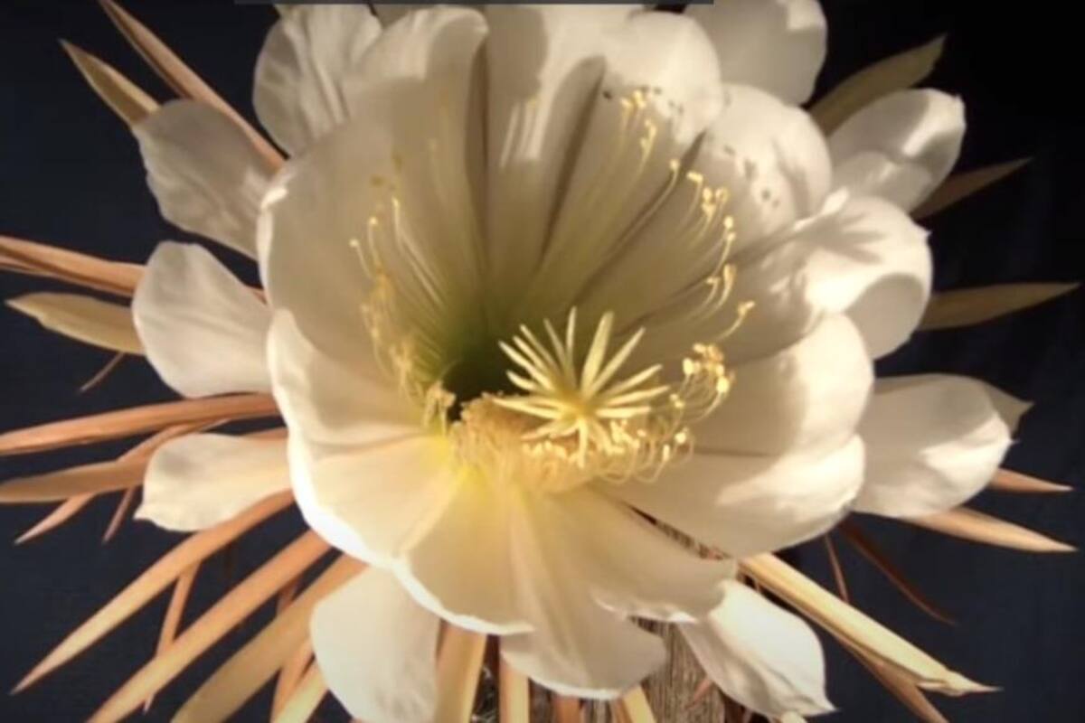 Planta que solo florece una noche al año