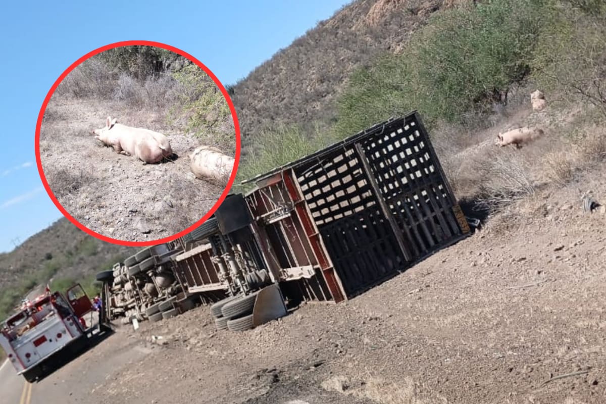 Vuelca tráiler con más de 100 porcinos en carretera Ures-Hermosillo y se registra rapiña de puercos tras el accidente