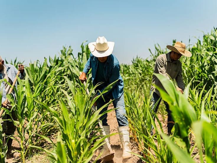Solo el 5% de agricultores se ha registrado en censo para apoyos por Ley del Agua
