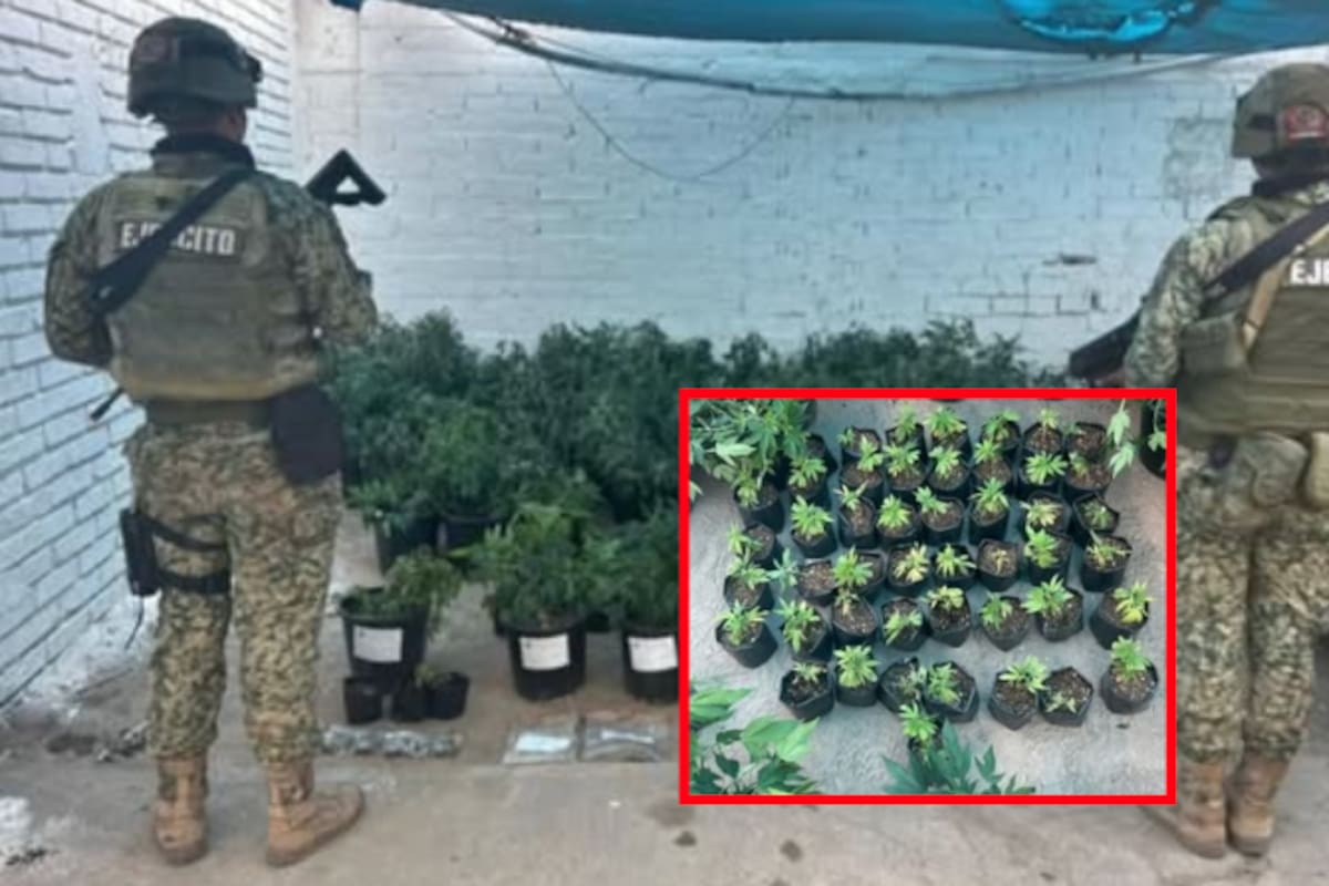 Aseguran 206 plantas de marihuana y municiones en operativo conjunto en Elota, Sinaloa