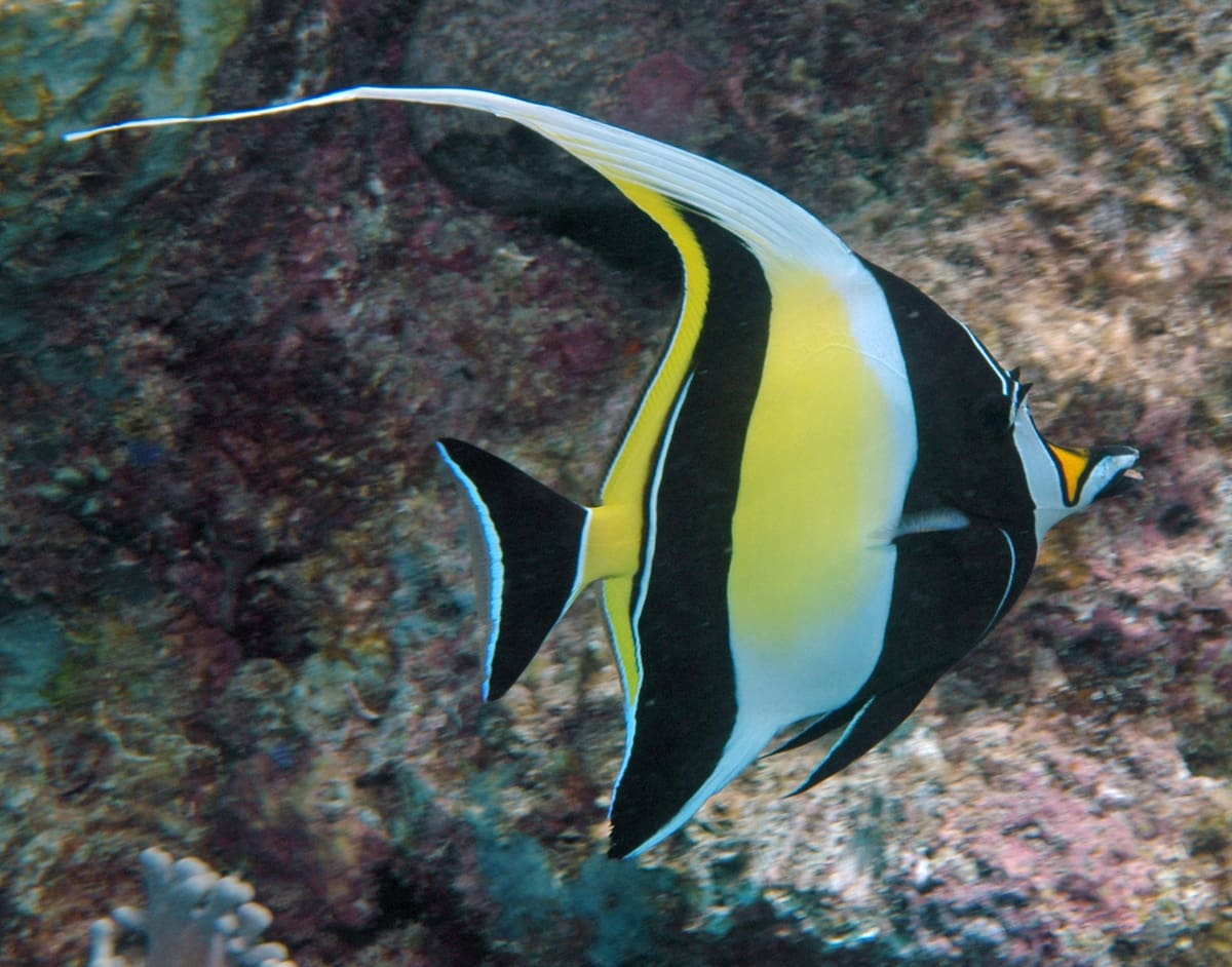 Gill: foto tomada de Wikipedia