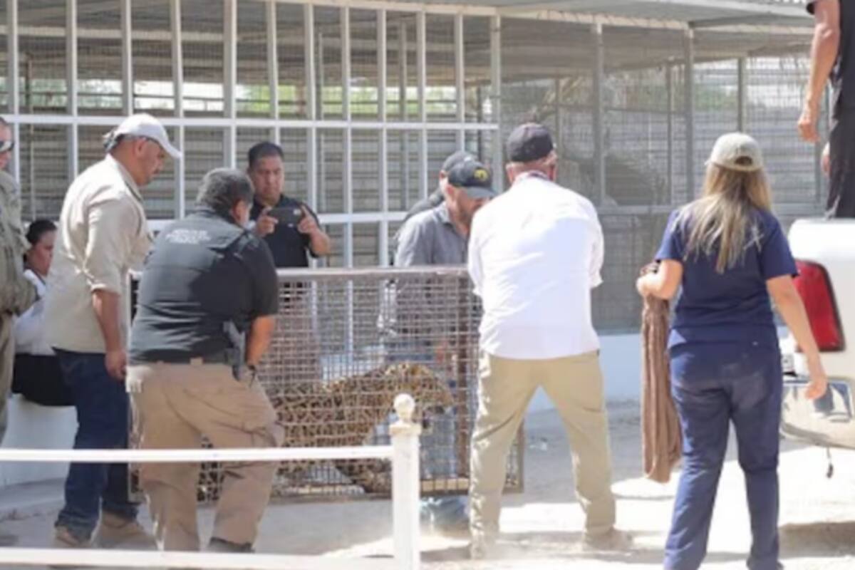 Jaguares rescatados en Mexicali presentaban desnutrición
