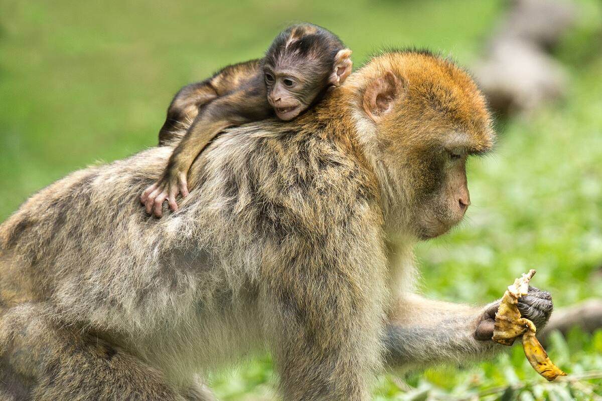 La conmovedora razón por la que las mamás primates cargan a sus bebés muertos
