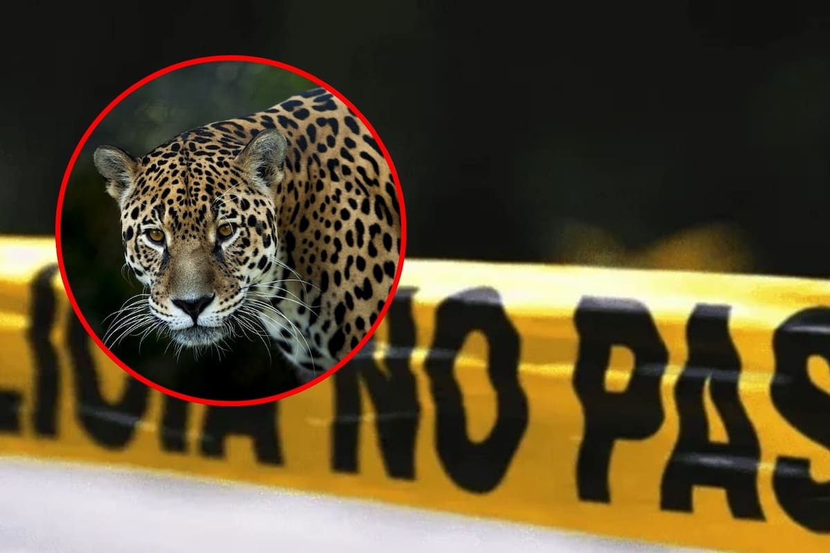 Hombre mata a jaguar, especie en peligro de extinción, y lo exhibe en redes sociales; asociación exige castigo