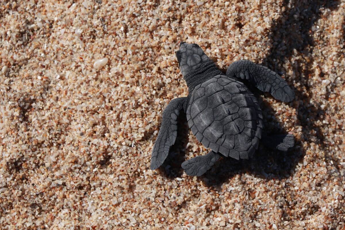 Arriban Tortugas Golfinas a Puerto Peñasco