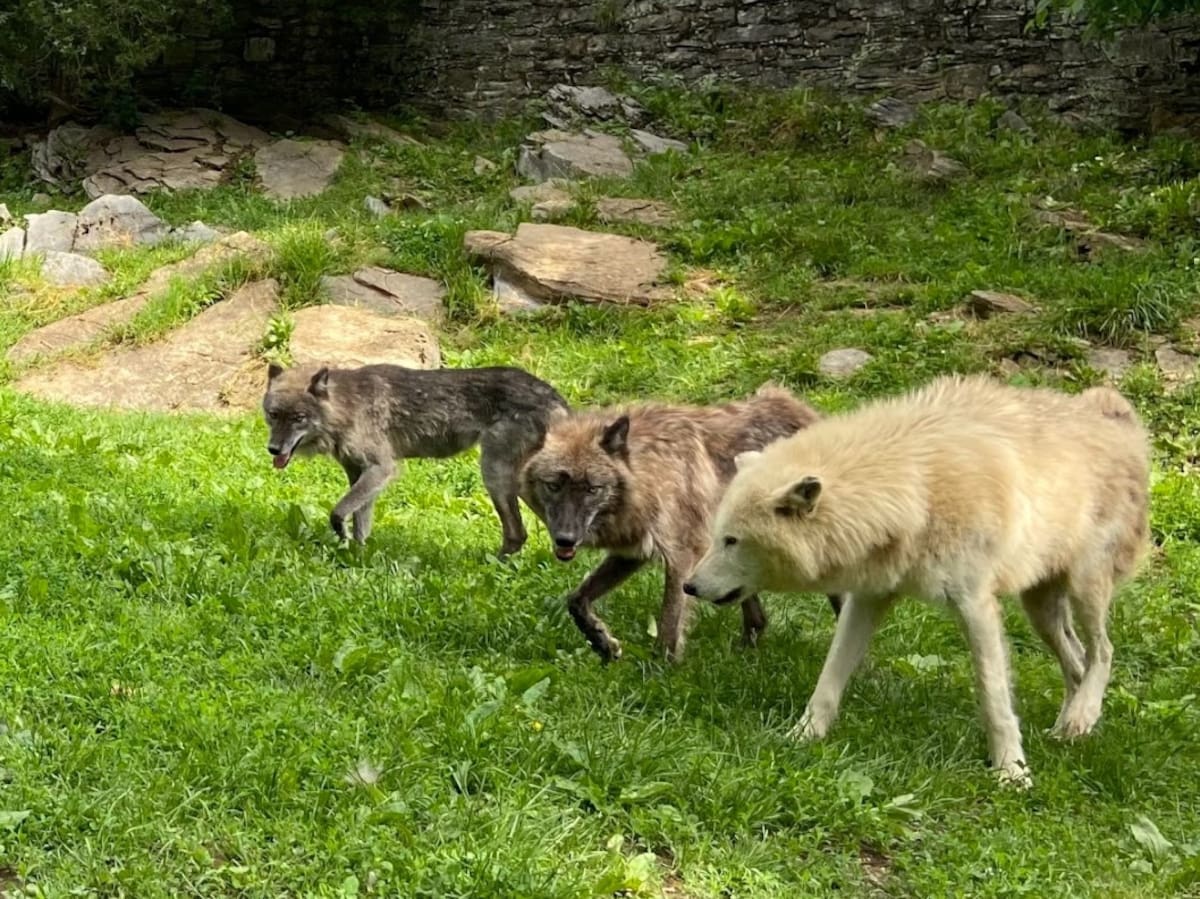 Foto: Hershey Park Pensilvania.
El zoológico, un espacio de 11 acres ubicado dentro del complejo de Hersheypark, alberga fauna nativa de Norteamérica, incluyendo una manada de tres lobos grises identificados como Twister, Hazel y Freya.