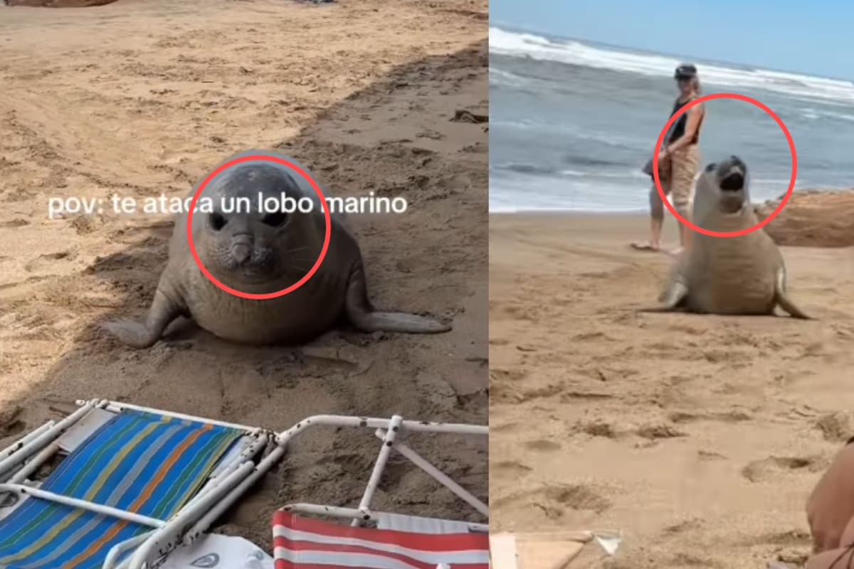 “No griten, asustan al bebé.”: vacacionistas son sorprendidas por un lobo marino y las redes se derriten por la escena