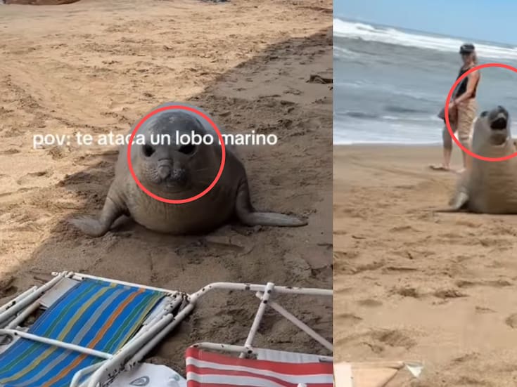 “No griten, asustan al bebé.”: vacacionistas son sorprendidas por un lobo marino y las redes se derriten por la escena