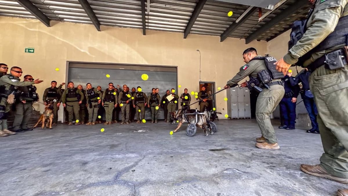 El perro policía participó en operativos de detección de drogas y armas desde su incorporación a la Unidad K9 en mayo de 2024. Foto: Cortesía