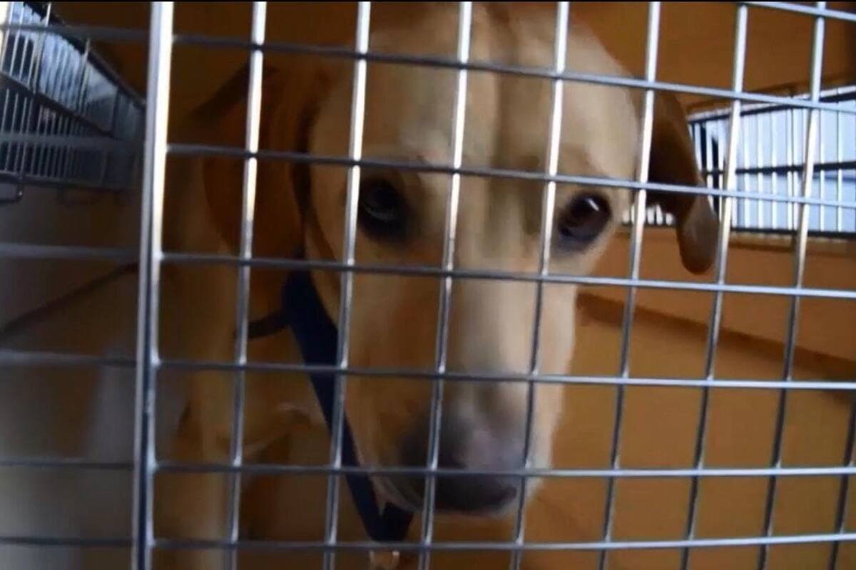 Jubila Policía Estatal al perro Pluto con honores