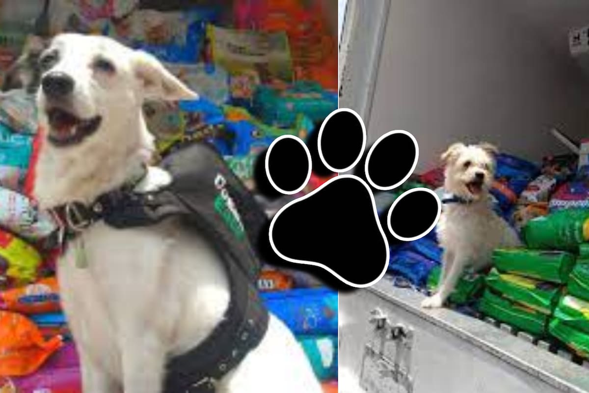 Refugio lanza colecta navideña para ayudar a perritos callejeros en Hermosillo