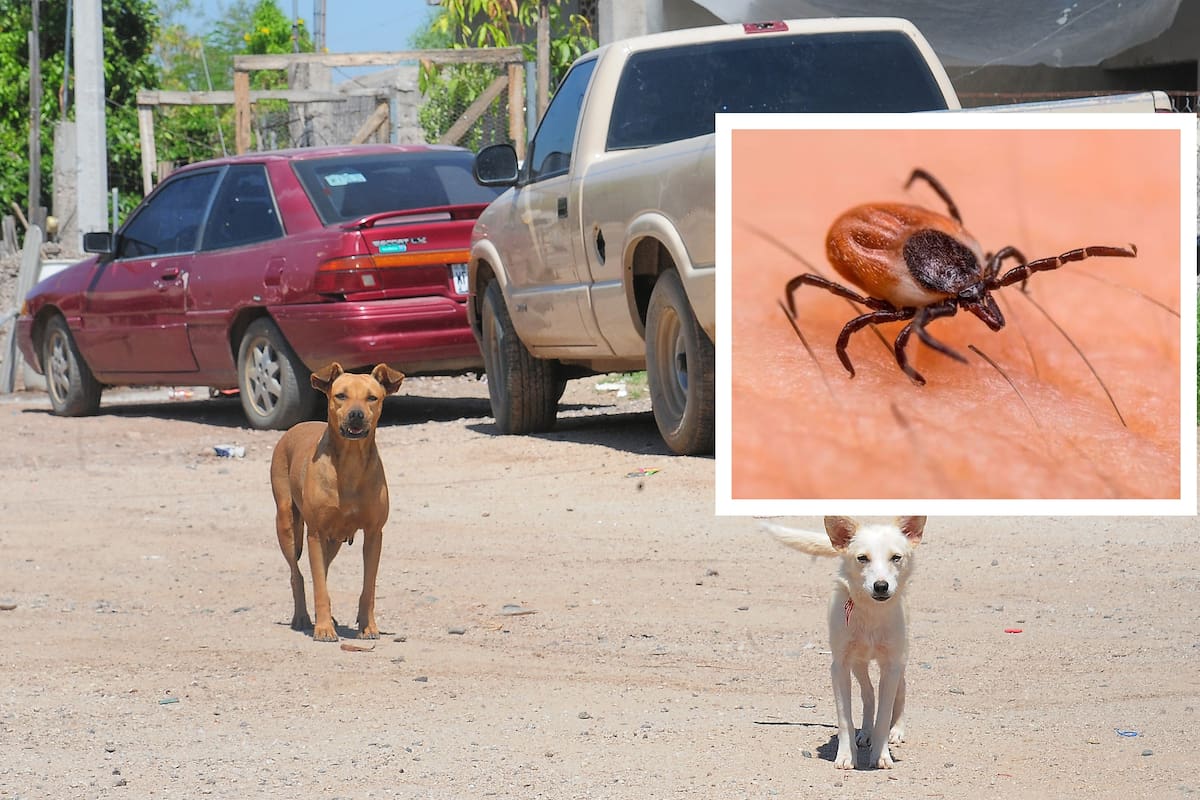Muere por Rickettsia joven de Puerto Peñasco