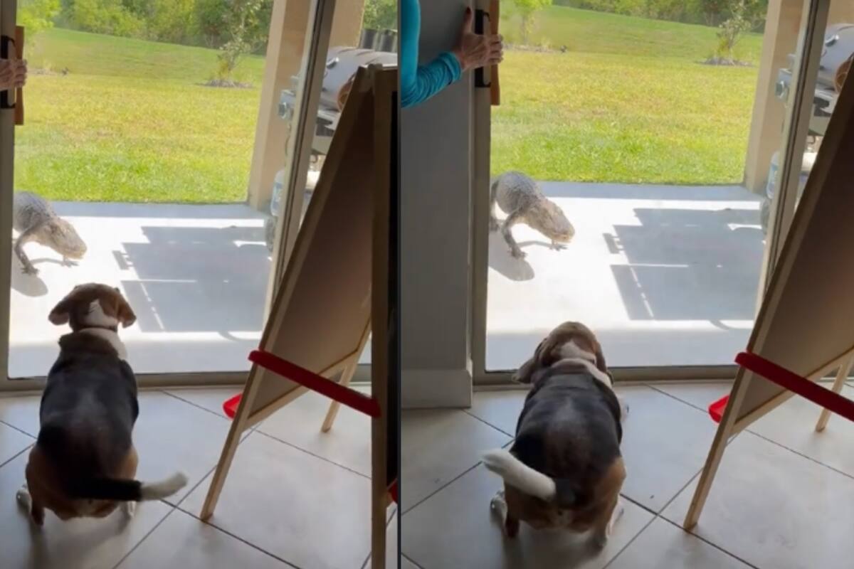 Mujer se asusta cuando un caimán aparece en su hogar, pero su perro, increíblemente, lo espanta y lo hace huir