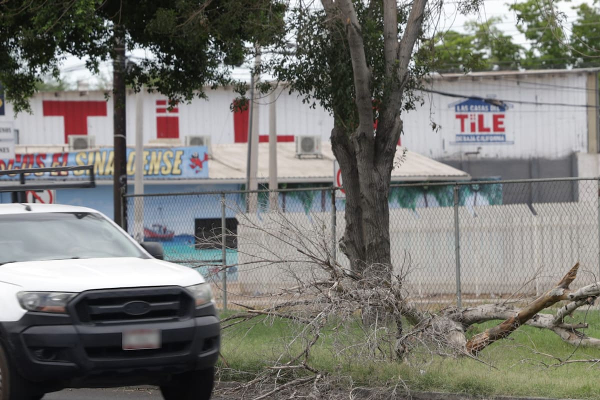 Fuertes vientos dejan viviendas sin luz este domingo en Mexicali; derriban postes y árboles en distintas vialidades