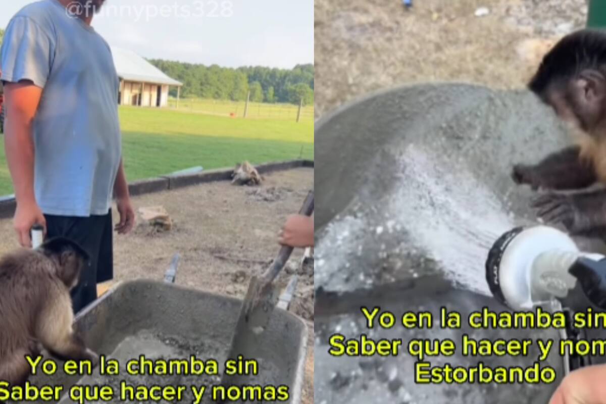 Mono causa sensación por ser chalán y ayudar a los demás albañiles con las mezclas y las palas