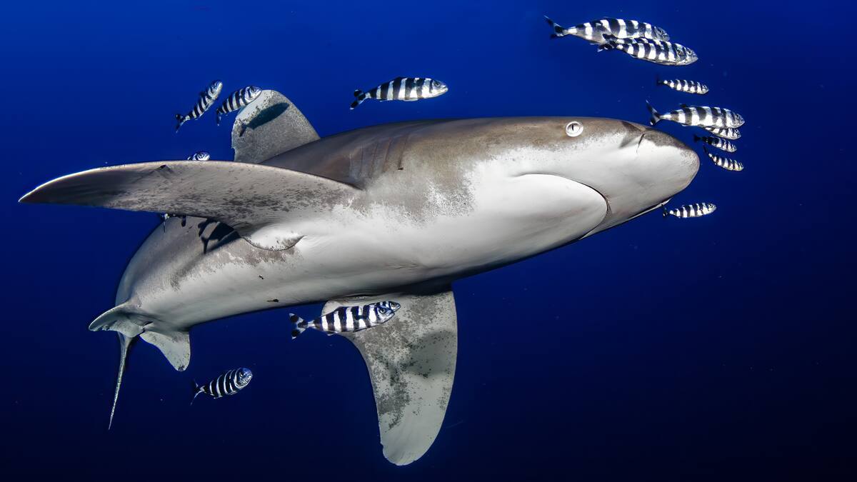 Los tiburones están perdiendo su mordida, dicen los investigadores: esta es la razón alarmante por la que podrían representar menos amenaza en el futuro