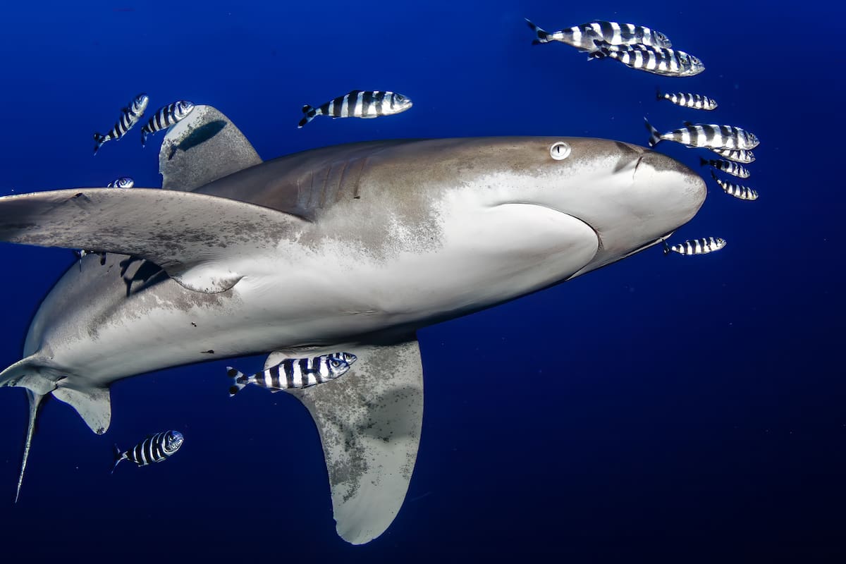 Los tiburones están perdiendo su mordida, dicen los investigadores: esta es la razón alarmante por la que podrían representar menos amenaza en el futuro