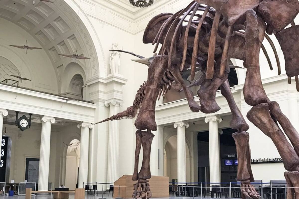 Pareja de pingüinos visita un museo cerrado por la pandemia