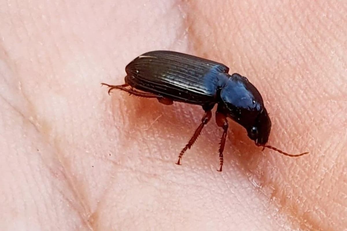 Los 'animalitos negros' de los que hermosillenses se preguntan en redes
