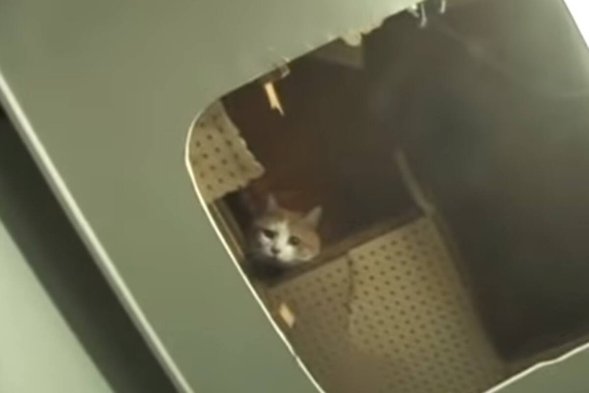 Dramático rescate de una gata atrapada durante dos años en la pared de un centro comercial