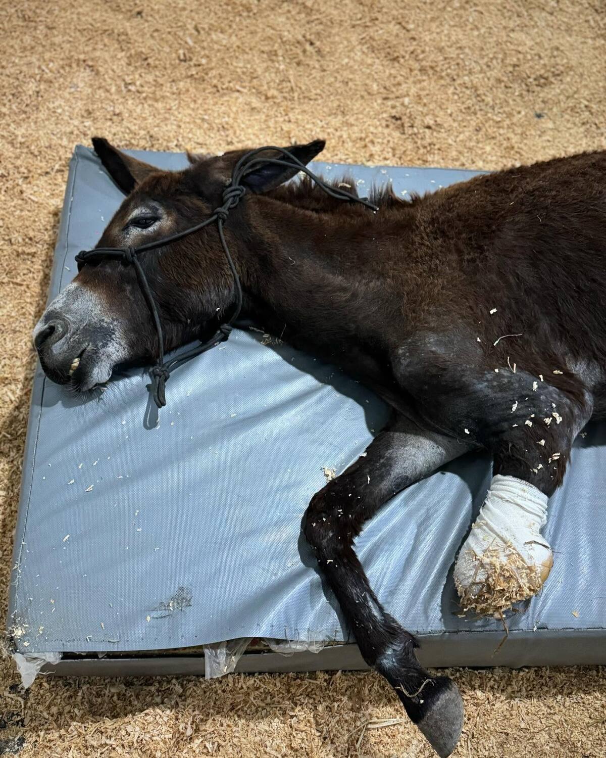 Foto: Seres Libres Animal Rescue en Facebook.