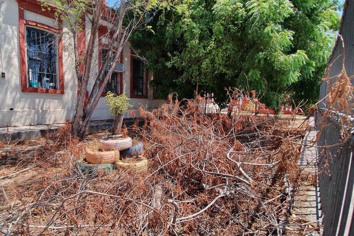 Rehabilitación de primaria Leona Vicario empezará en 2025