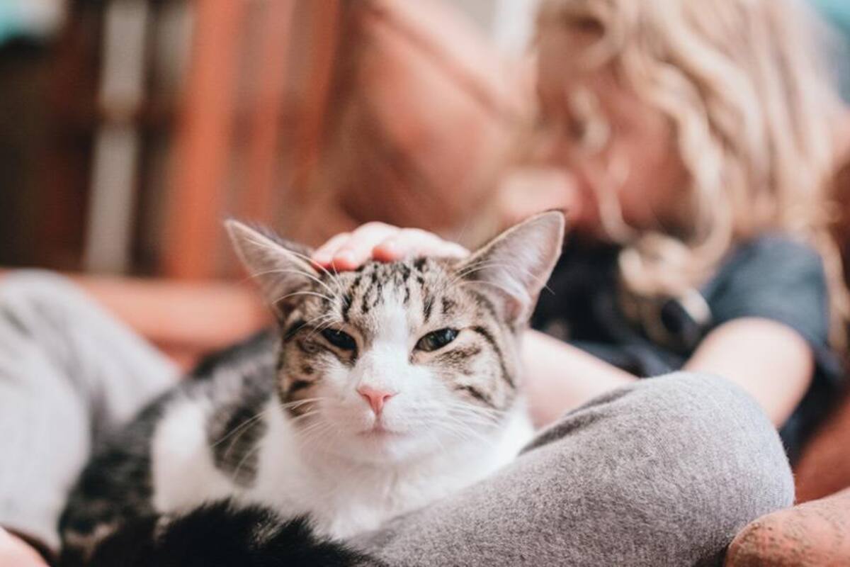 Convivir con tu gato te hace la vida más ligera y feliz