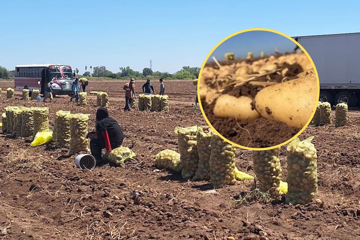 Productores del Valle del Yaqui aumentan siembra de papa ante demanda por el Mundial