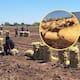 Productores del Valle del Yaqui aumentan siembra de papa ante demanda por el Mundial