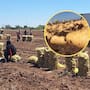 Productores del Valle del Yaqui aumentan siembra de papa ante demanda por el Mundial