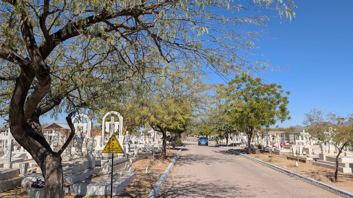 Caminantes del Desierto trabaja en la reforestación del Memorial Yáñez, donde ya se han plantado más de mil 500 árboles. FOTO: BANCO DIGITAL