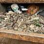 Retiran dos toneladas de vidrio de playa Santa María en San Quintín