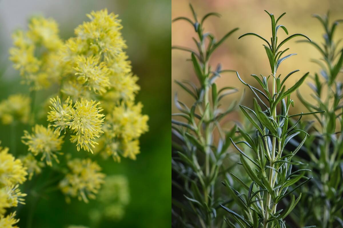 ¿Por qué es importante tener plantas de ruda y romero en el jardín de casa?