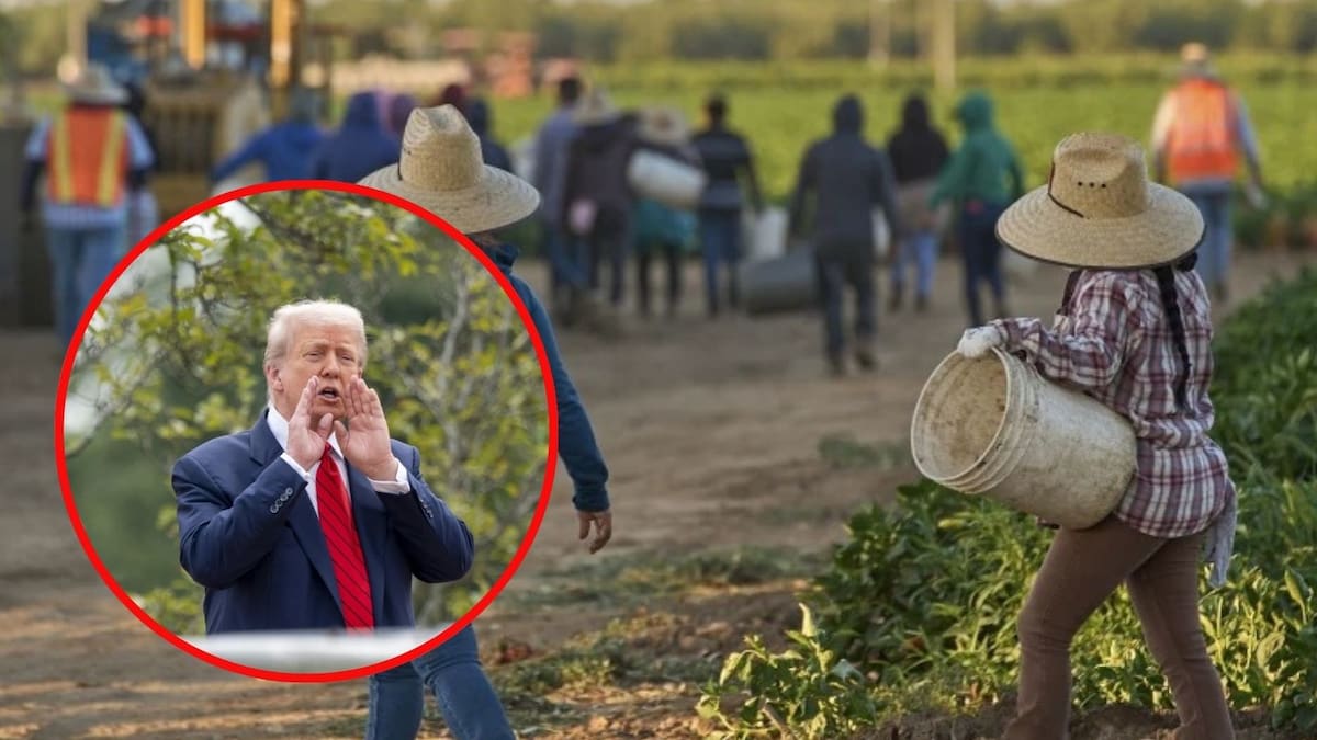 En plena temporada de tomates, aún quedan pocos inmigrantes en EEUU que se esconden de Trump y el ICE mientras se desperdician cosechas por falta de trabajadores