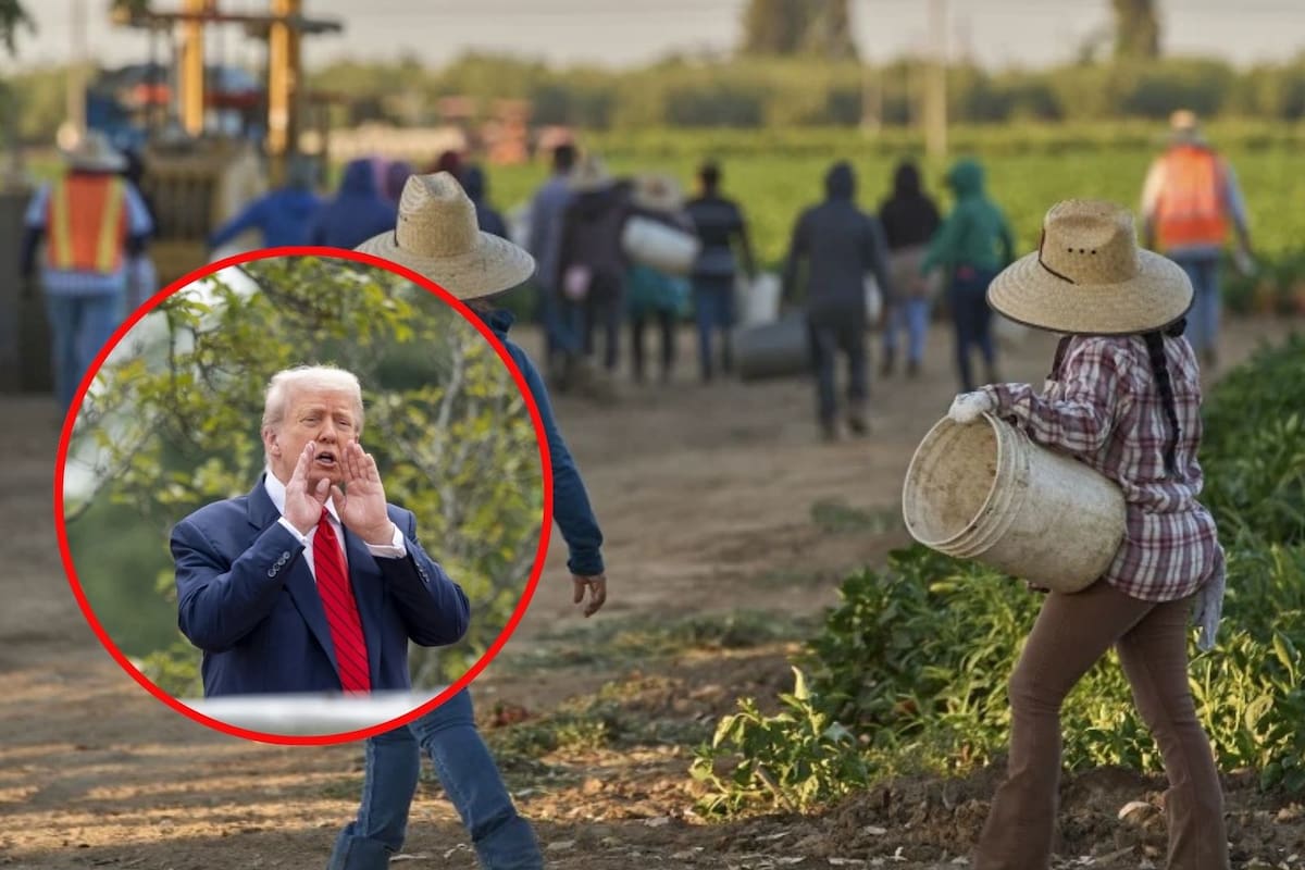 En plena temporada de tomates, aún quedan pocos inmigrantes en EEUU que se esconden de Trump y el ICE mientras se desperdician cosechas por falta de trabajadores