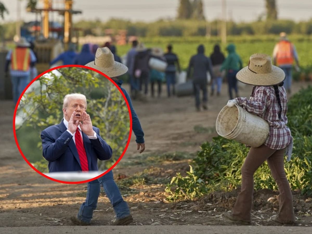 En plena cosecha, inmigrantes en EEUU se esconden del ICE sin acceso a salud. | Crédito: AP