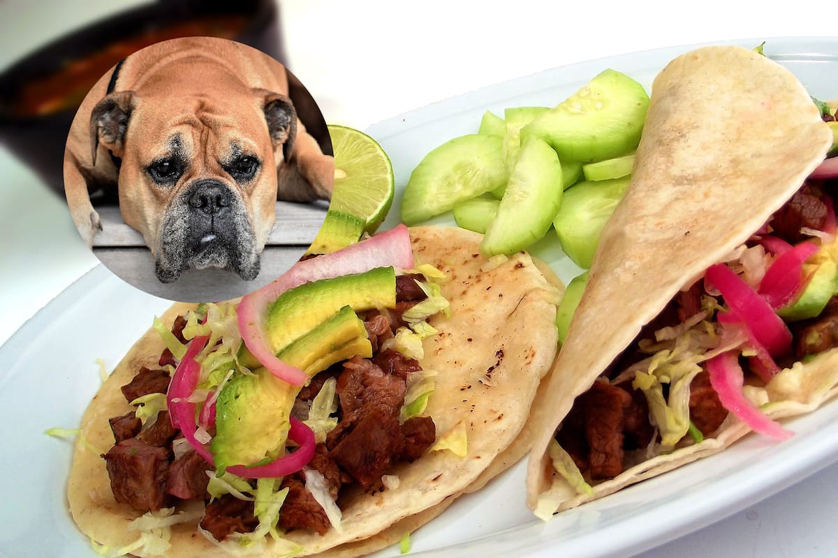 ¿Cómo puedes identificar si estás comiendo carne de perro?